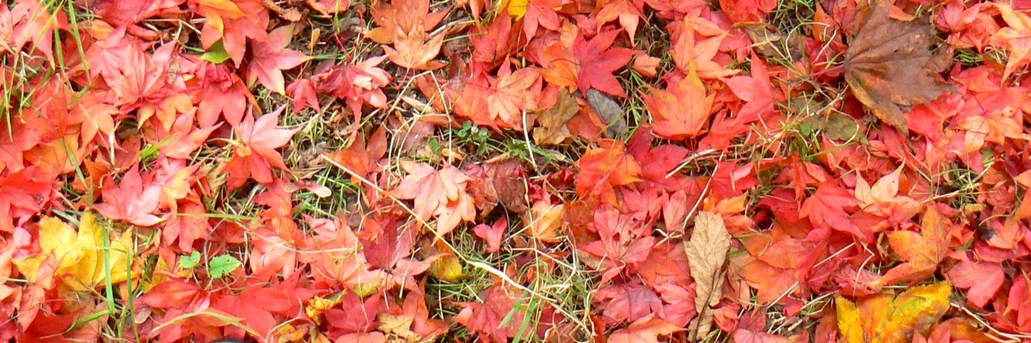 emilyburts's profile banner image