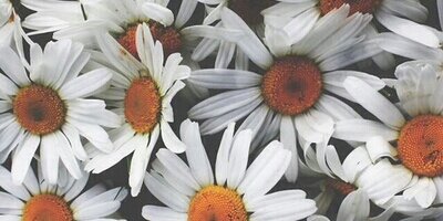sharonaniger's profile banner image
