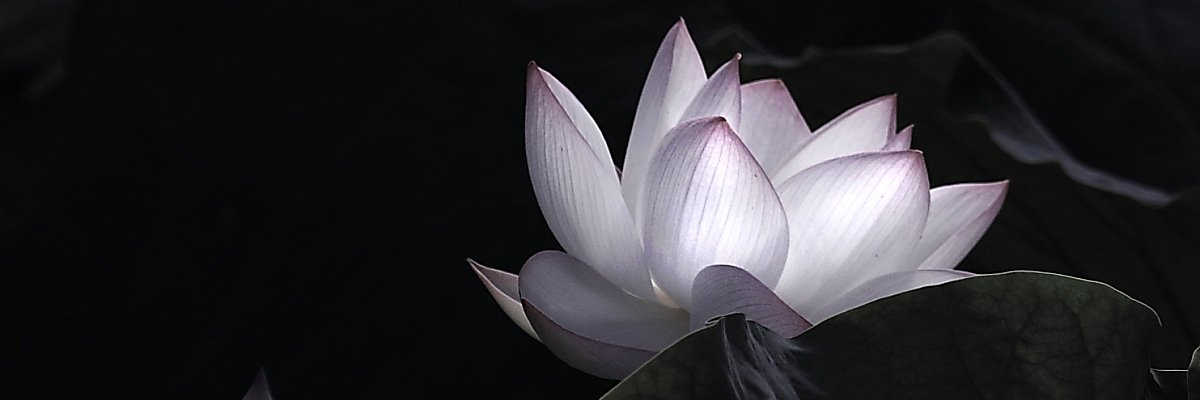 mitsuoka_pc's profile banner image