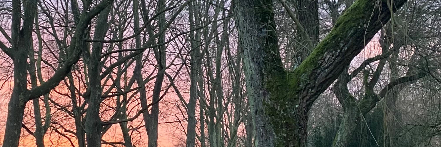mariliaspera's profile banner image