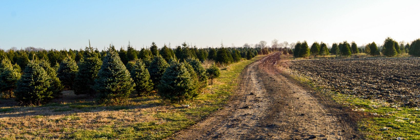 pineyacresfarm's profile banner image