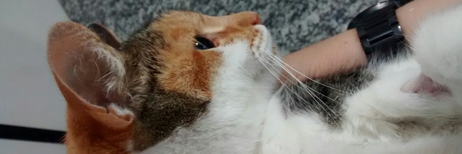 katotrouxa's profile banner image
