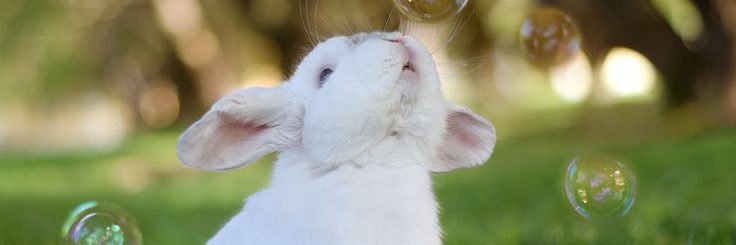 ✩｡:*•. ⓉⒶⒾ .•*:｡✩ banner