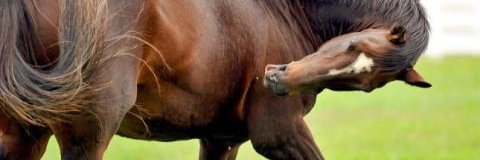 HIPICAPLUS's profile banner image