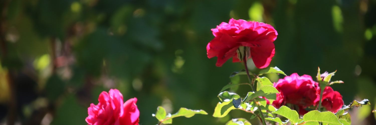 VerilloCortes's profile banner image