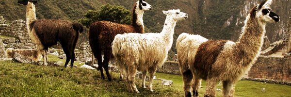 MrLlamatastic Profile Banner