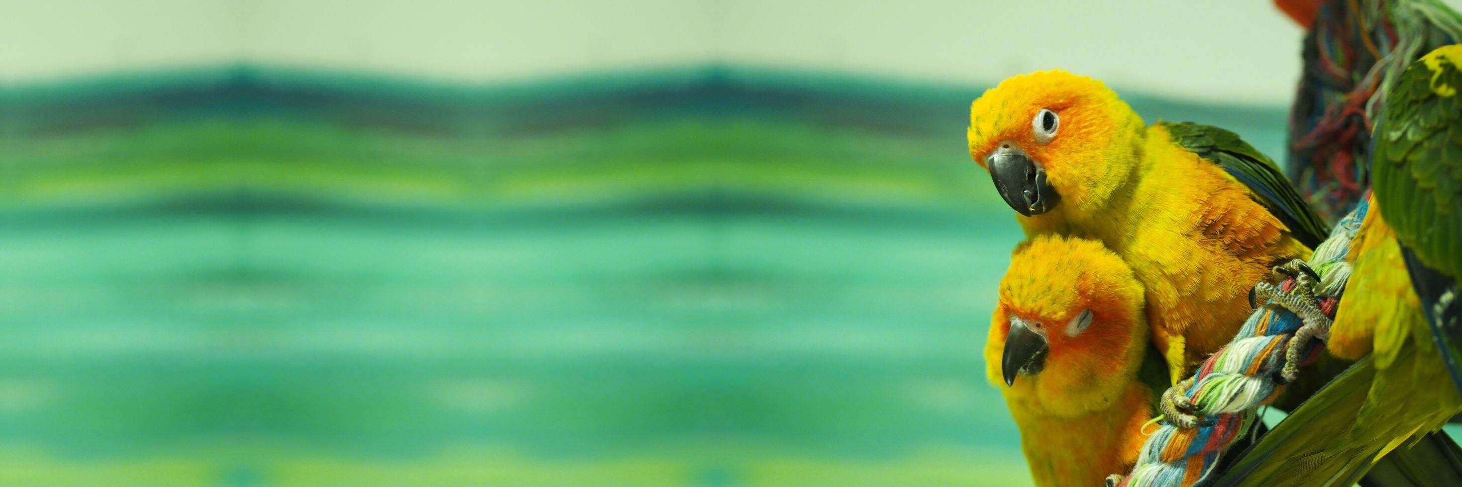 淙穂鶫箜（そうすいとうこう） banner