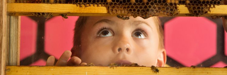 Children's Museum of Sonoma County banner