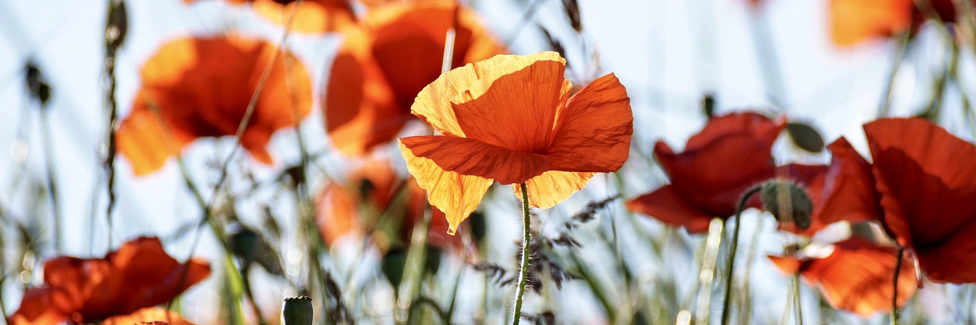 bioneer_ee's profile banner image
