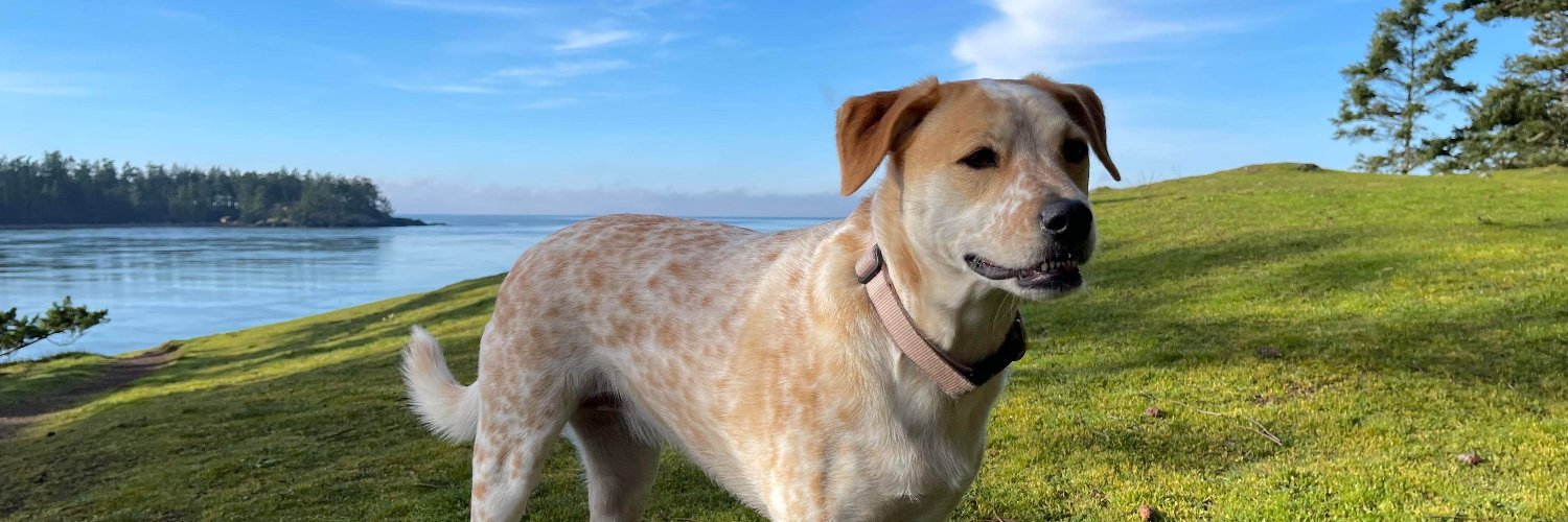 The NOAH Center banner