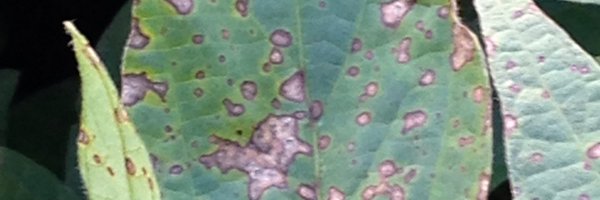 baldpathologist Profile Banner