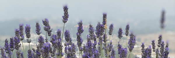 almogahwi Profile Banner