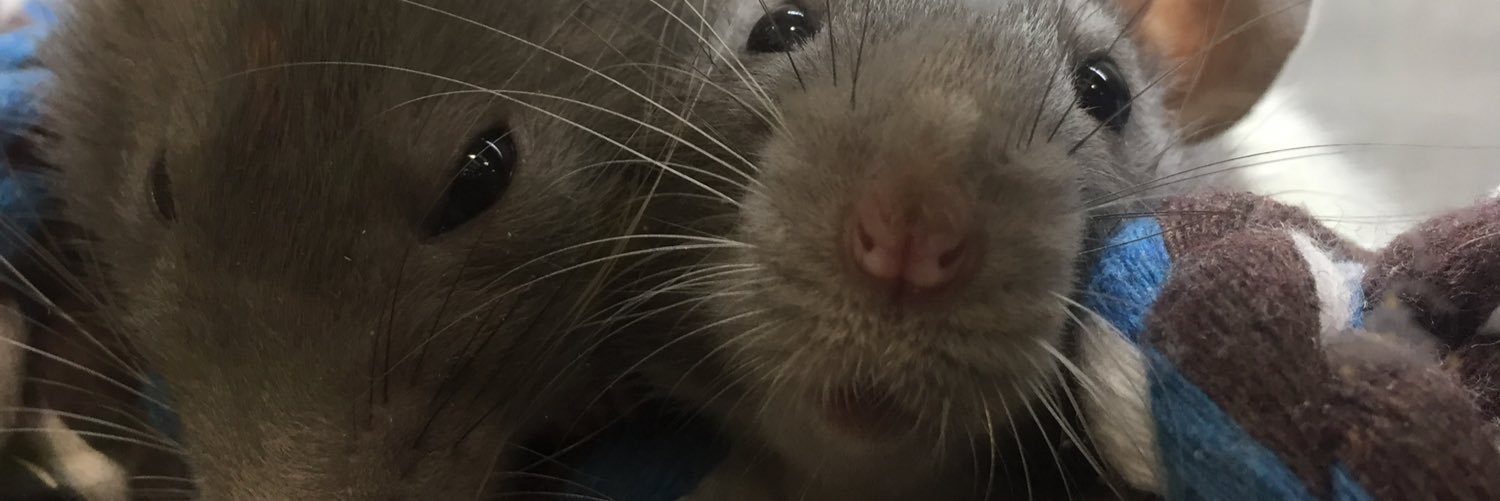 AbiMeegan's profile banner image
