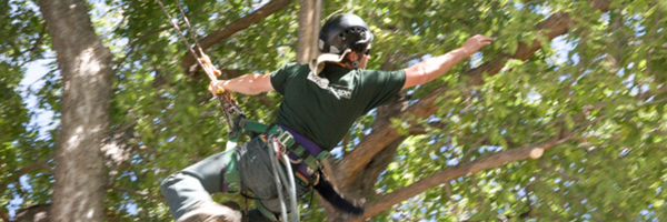 ArborScape Profile Banner