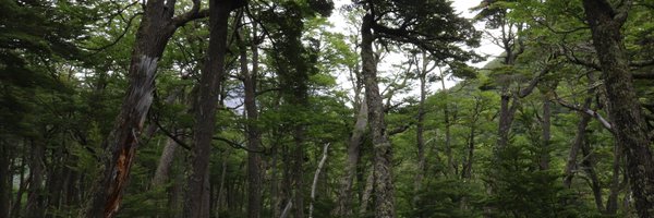 TerramChile Profile Banner