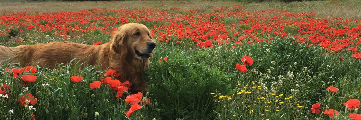 pere puigbert 🍏🍎🍐🍒🍊 banner