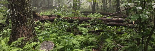 SWF Profile Banner