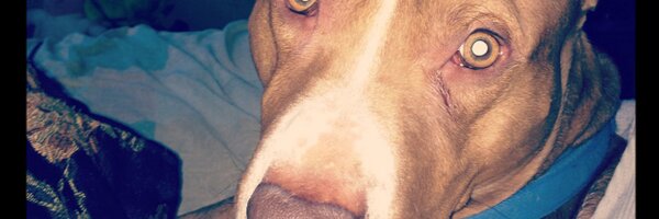 papicorte Profile Banner