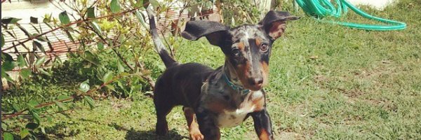 Natalia Simonet banner