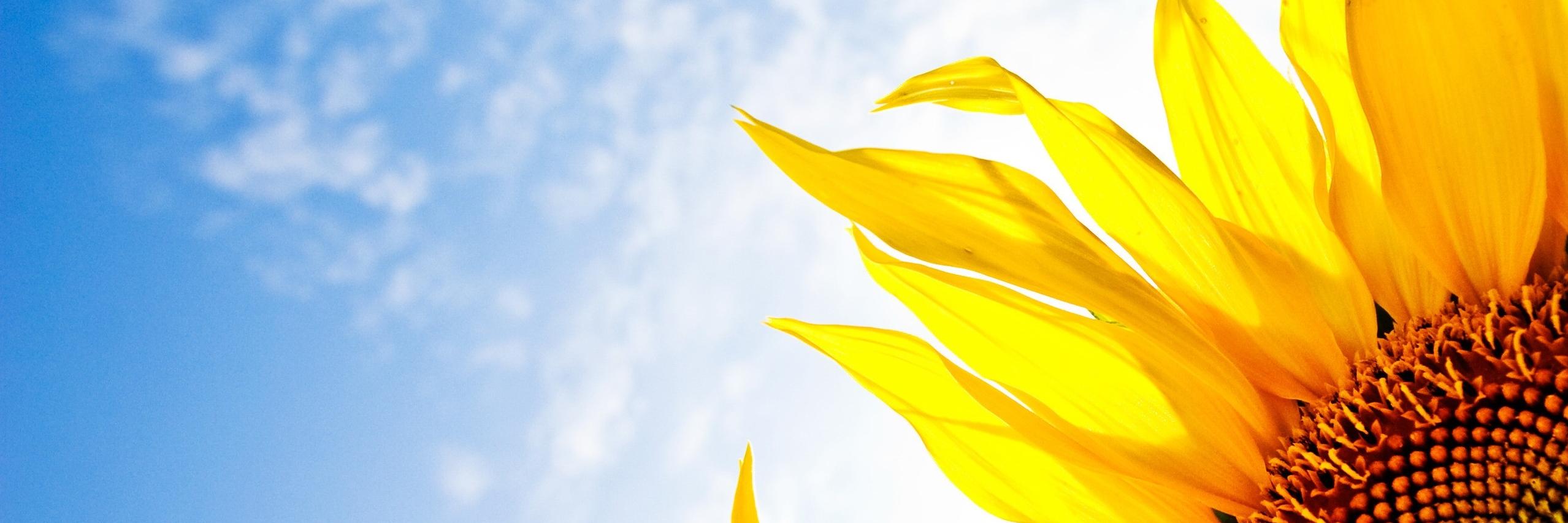Marysol Falbo banner