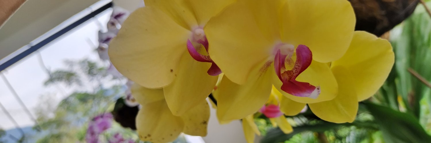Belisa_Crep's profile banner image