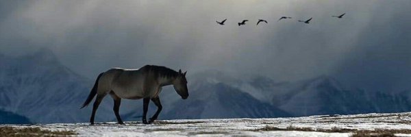 p8l_q9 Profile Banner