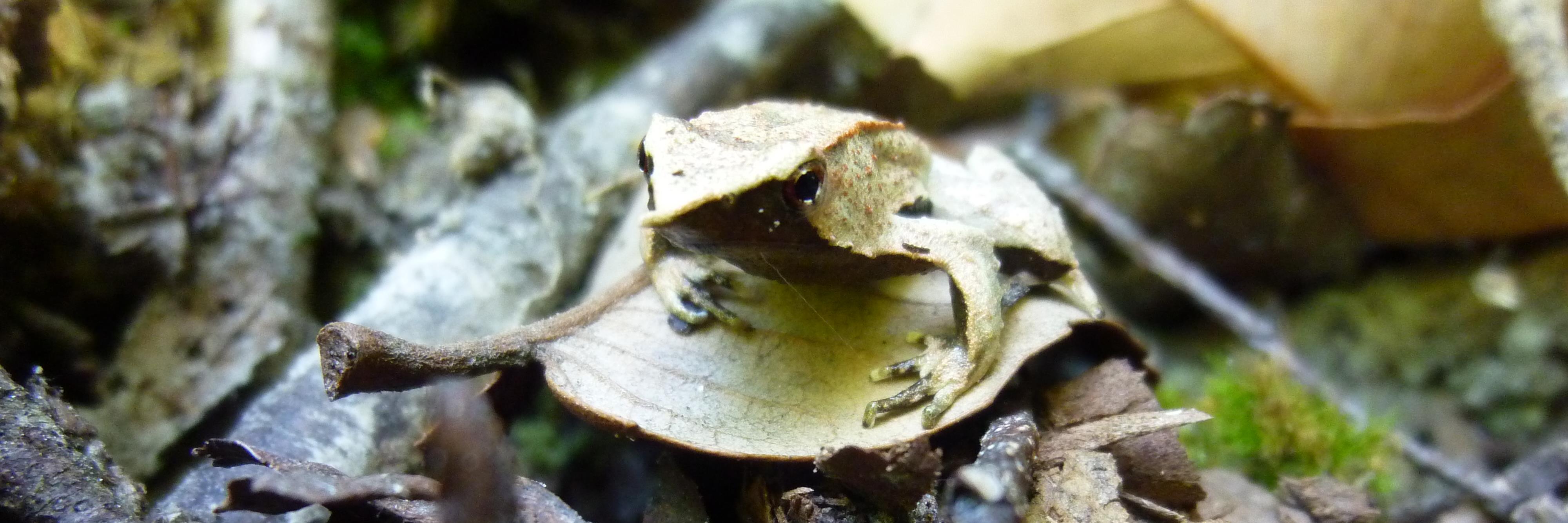 AmphibiGem's profile banner image