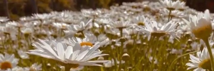 Delfi_Ferraris's profile banner image