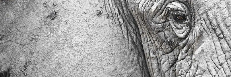 Lindsay Aranoff banner