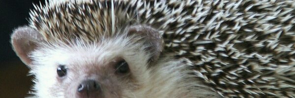 DeanNarciso Profile Banner