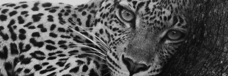 maynaracs's profile banner image