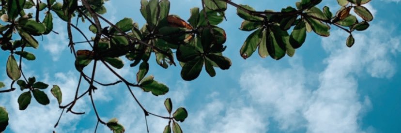 Bárbara banner