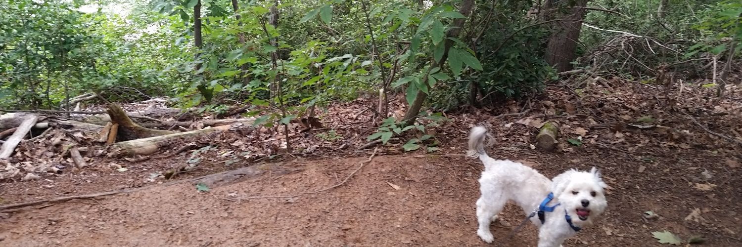austincbell's profile banner image