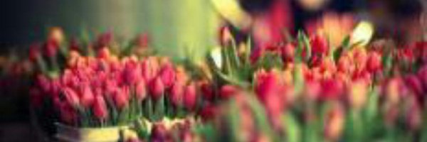 PMargareta_ Profile Banner