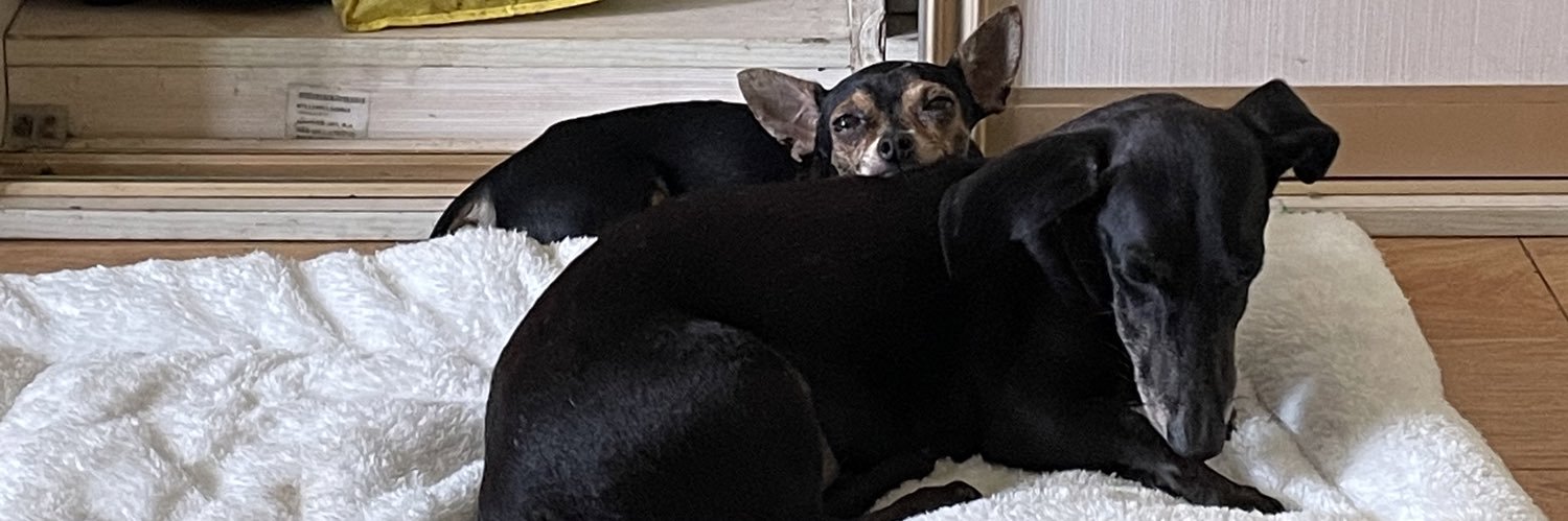 Kokiimonster's profile banner image