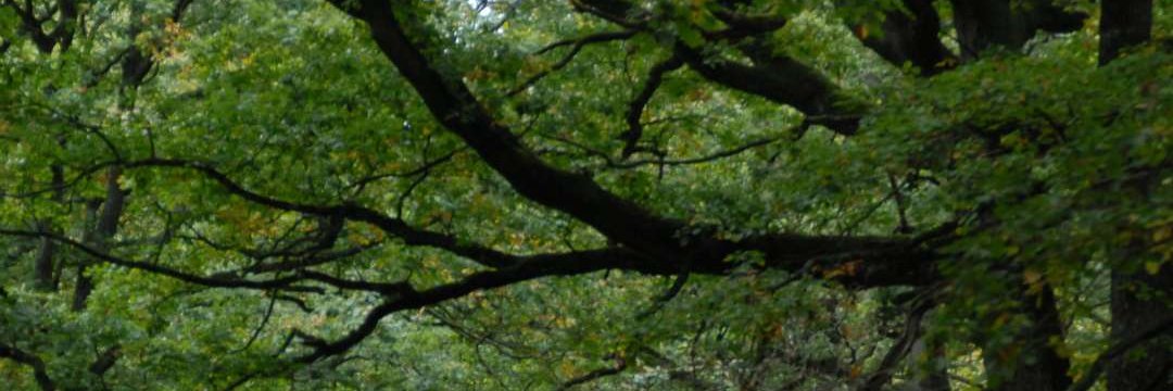 Thomas Gourlan banner