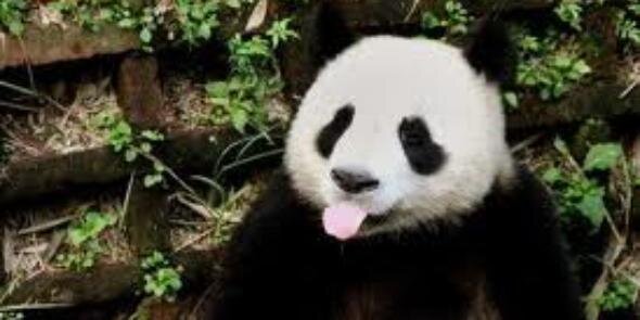 xPanda1969x's profile banner image
