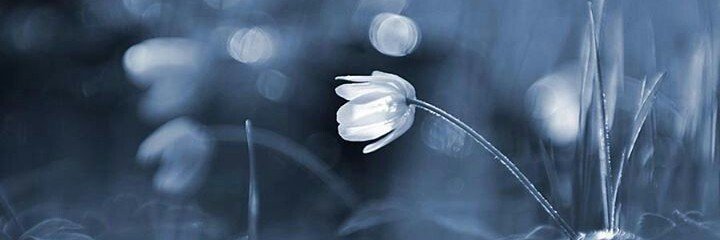 bluefairydust's profile banner image