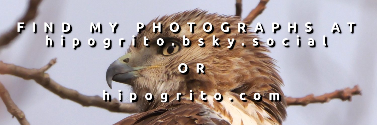 Francisco Rodriguez banner