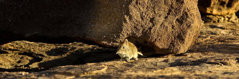 Julienne du Toit banner