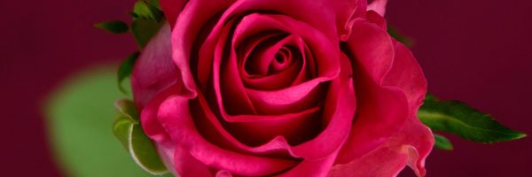 Sweepssue's profile banner image