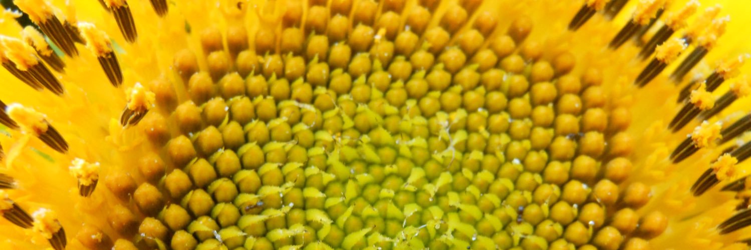 Robert Goodman Band banner