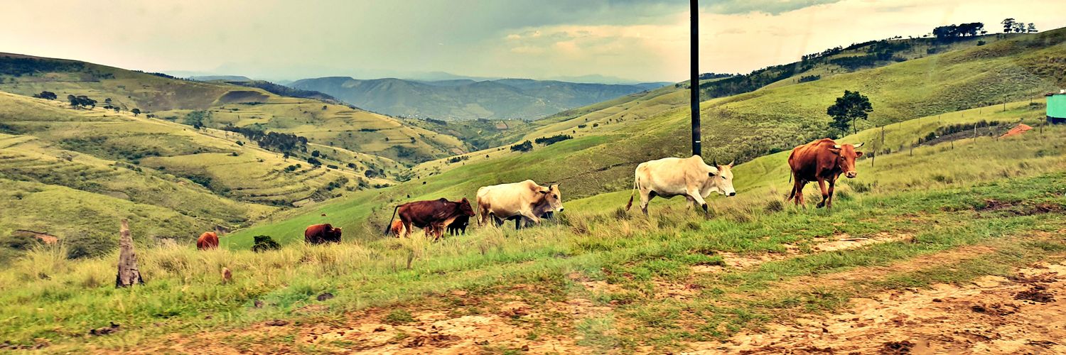 Anathi_Ling's profile banner image