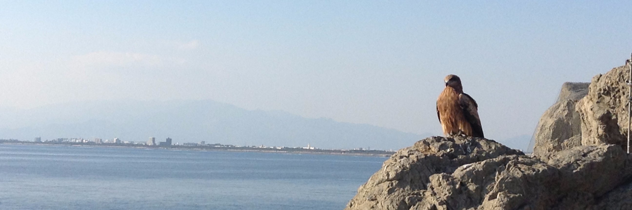 littlesounds's profile banner image