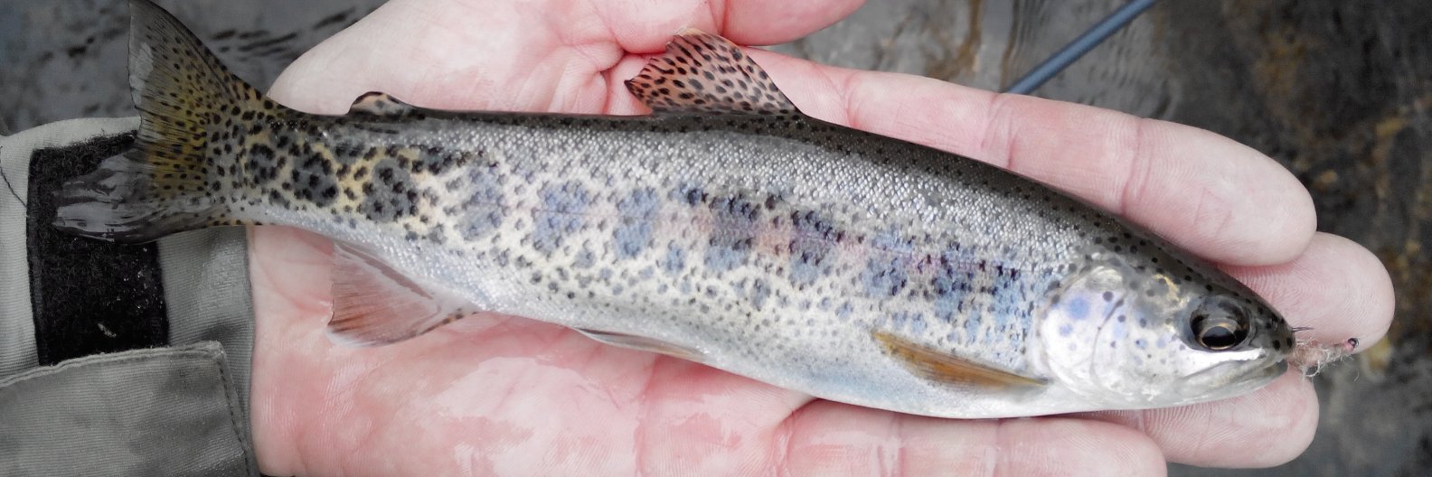 FishingInPrague's profile banner image