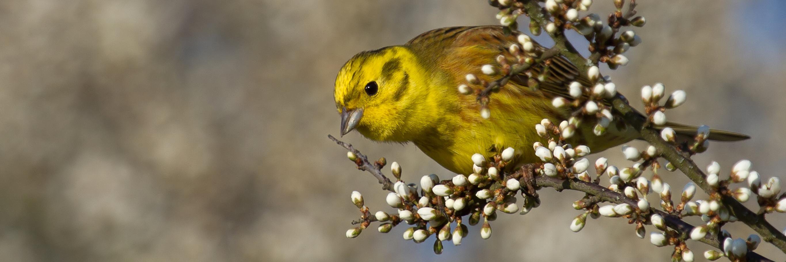 Oiseaux.net banner