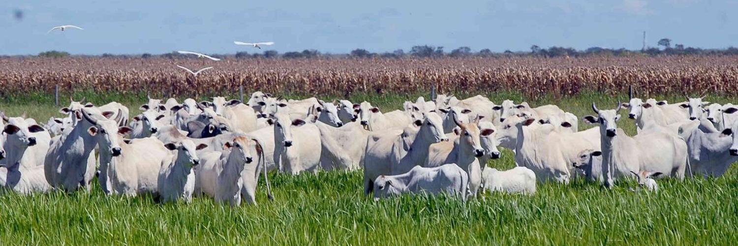 agroales's profile banner image