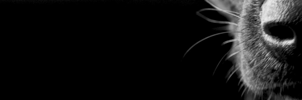 michelleraesobi's profile banner image