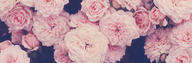StaciePaula's profile banner image
