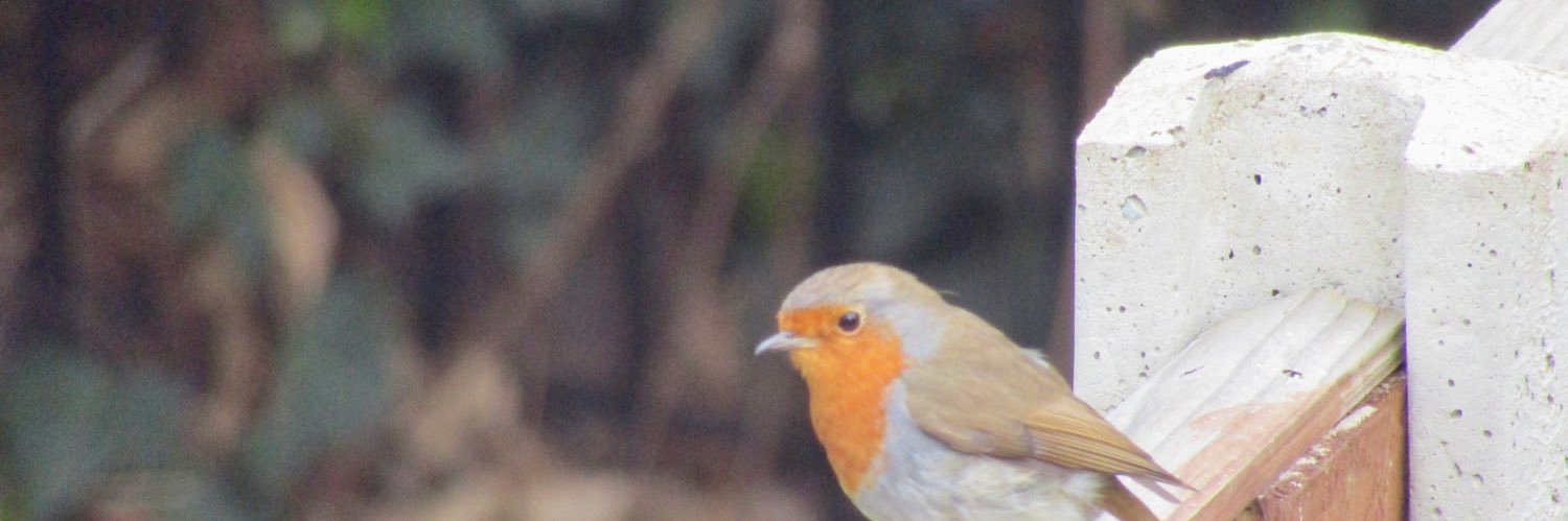 ⭐️Ashby⭐️ banner